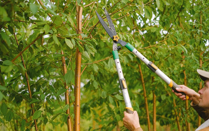 Tree trimming in Pfafftown, NC