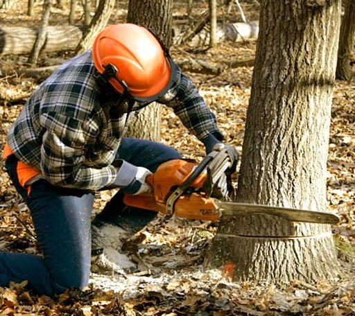 Tree Removal in Pfafftown, NC